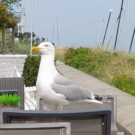 Seagull's Nest In The 